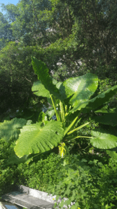 Ráy (Alocasia macrorrhizos (L.) G.Don)