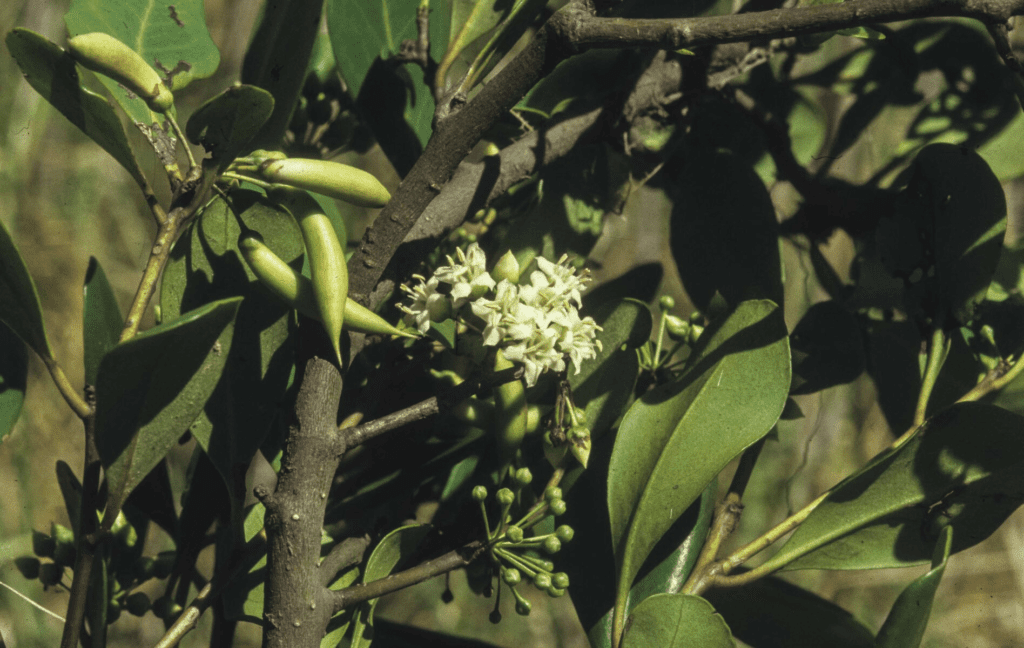 Cây Sú (Aegiceras corniculatum)