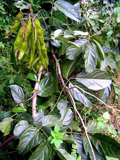 Mạ mân (Aganope balansae)
