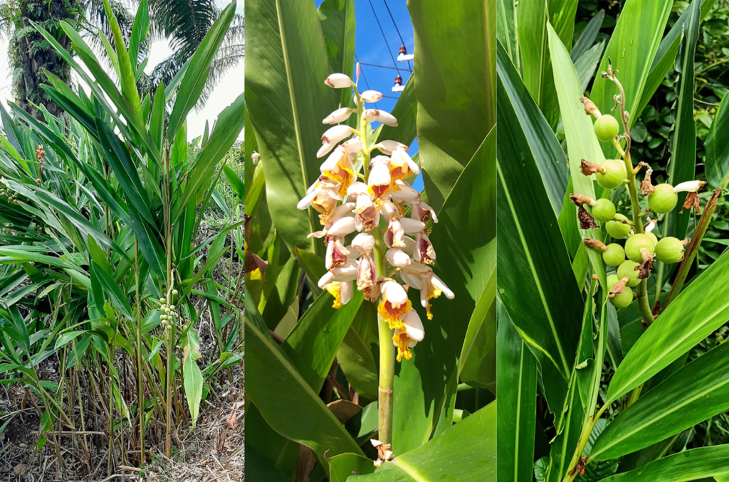 Riềng Malacca (Alpinia malaccensi)
