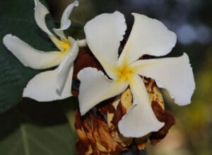 Quặn Hoa Lá To: Dược liệu tỏa hương thơm cần lưu ý | Nguồn ảnh: Kew (https://powo.science.kew.org/taxon/urn:lsid:ipni.org:names:78008-1)