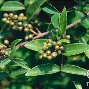 Cây Lép Mèo: Bài thuốc tẩy giun từ xứ Nghệ