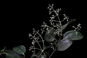 Quế xây lan: Dược liệu nhiều công dụng