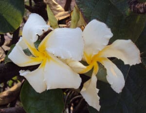 Quặn Hoa: Dược liệu hỗ trợ tiêu viêm - Nguồn: https://upload.wikimedia.org/wikipedia/commons/thumb/c/c0/Chonemorpha_fragrans_-_Franginpani_vine_flower.jpg/800px-Chonemorpha_fragrans_-_Franginpani_vine_flower.jpg