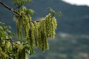 Khử trùng, kháng khuẩn từ vỏ cây chẹo bông