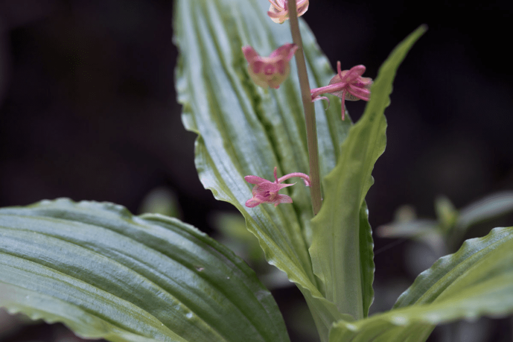 Ai lan nhọn (Crepidium acuminatum)