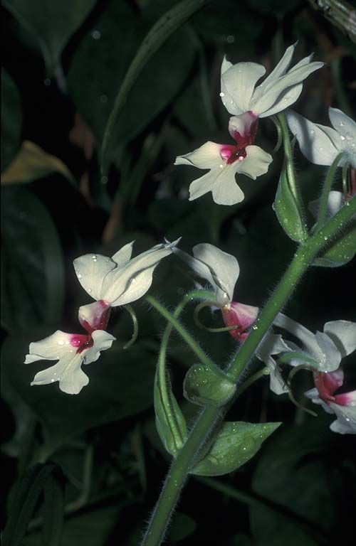 Lan củ chuối (Calanthe vestita)