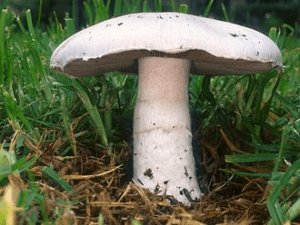 Nấm cỏ tranh (Agaricus campestris)