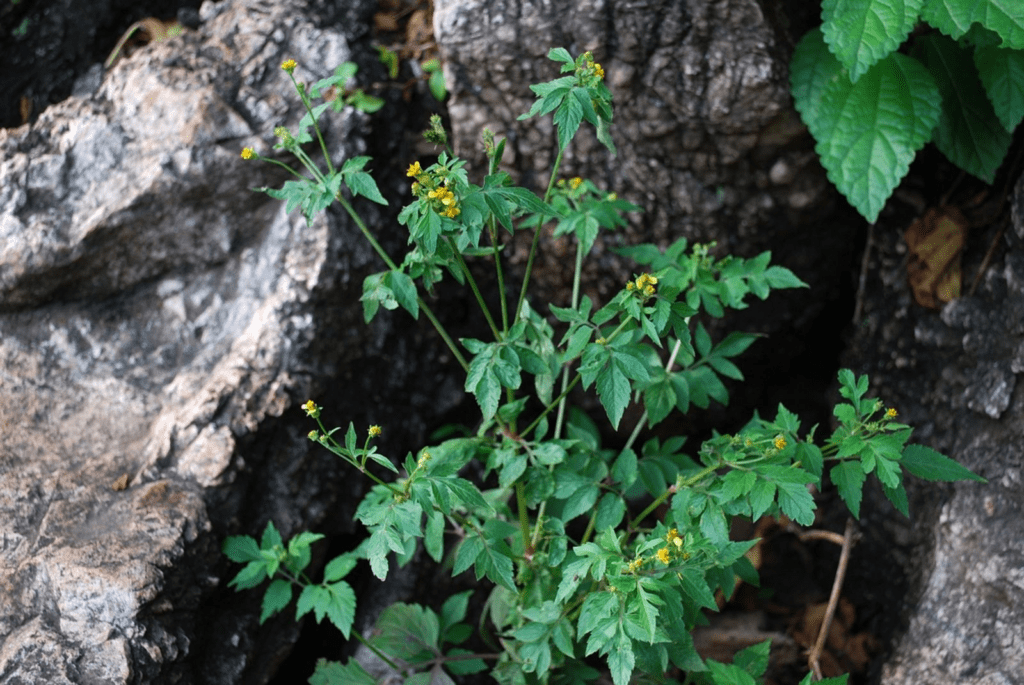 Song nha song tam (Bidens biternata)