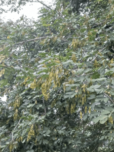 Trắc đen: Dược liệu hỗ trợ tiêu hóa