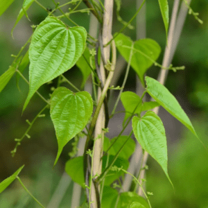 Từ nước: Dược liệu giàu diosgenin