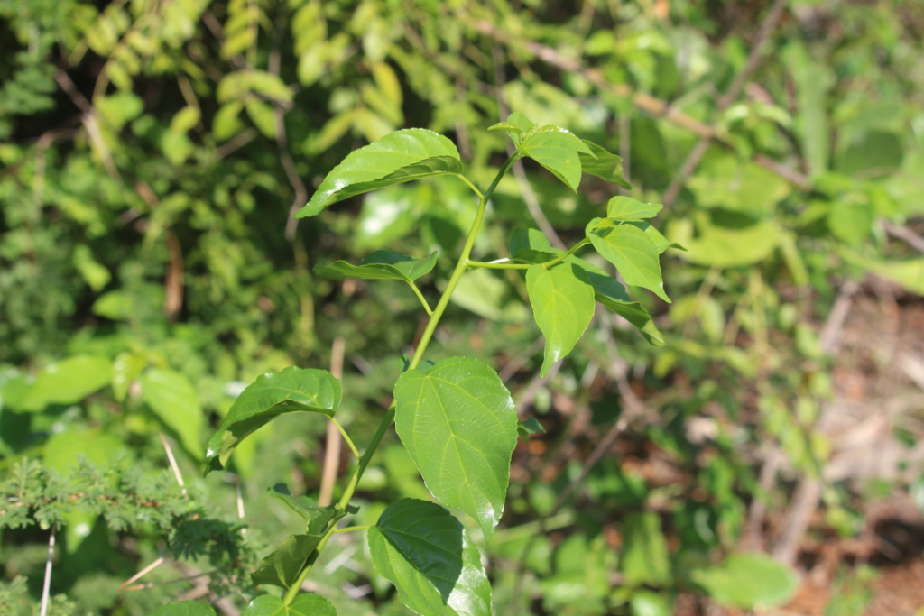 Cây kheo (Colubrina asiatica)