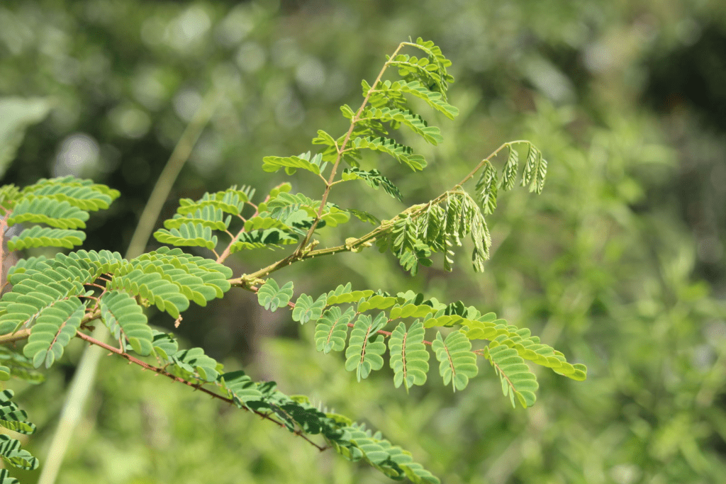 Móc diều (Caesalpinia decapetala)