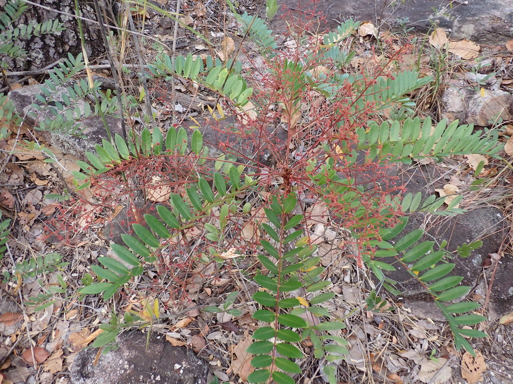 Chữa bệnh từ cây bách bệnh - Eurycoma longifolia