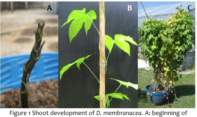 Từ mỏng (Dioscorea membranacea)