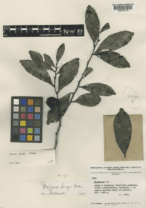 Thị núi (Diospyros montana)