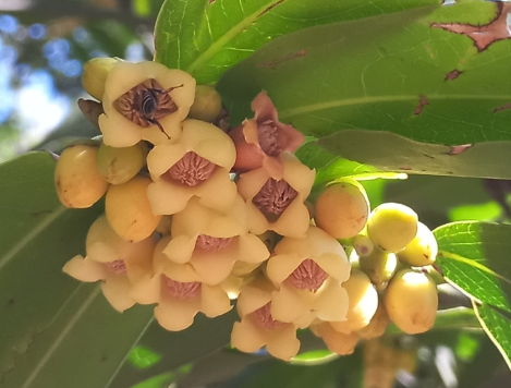 Cườm thị: Dược liệu trị sốt, lợi tiêu