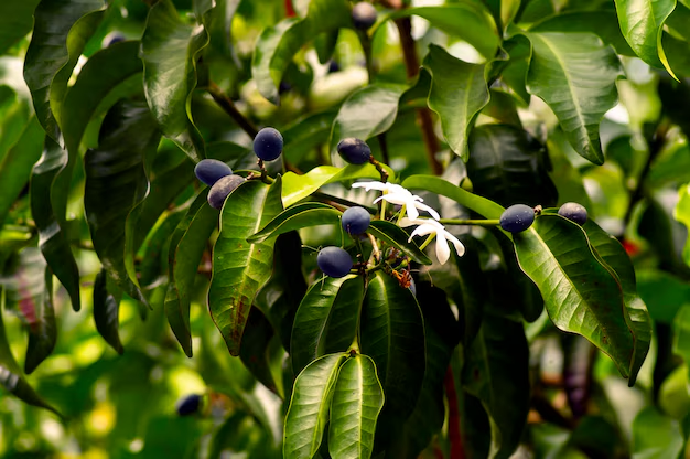 Đa ích (Euchresta horsfieldii)
