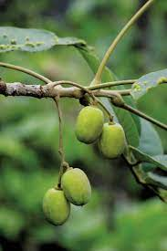 Trám kên: Dược liệu hỗ trợ chữa phong thấp