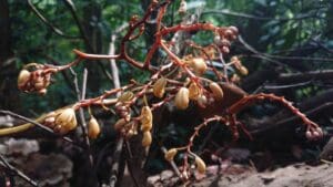San hô núi: Thuốc bổ cho người lao lực