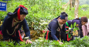 khám phá 8 vùng trồng dược liệu trọng điểm ở Việt Nam