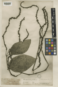 Trầu rừng (Piper indicum)