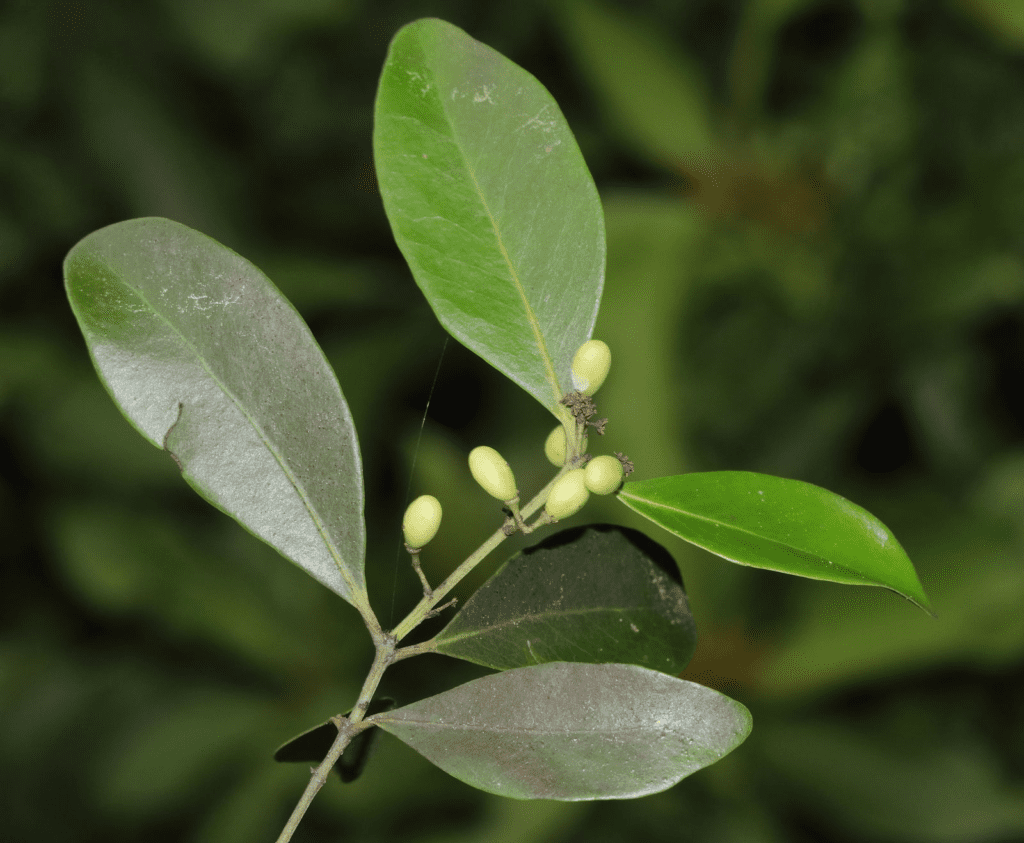 Trắc thư (Pleurostylia opposita)