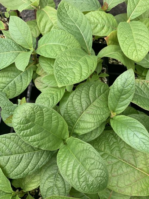 Đỏ giam (Mitragyna hirsuta)