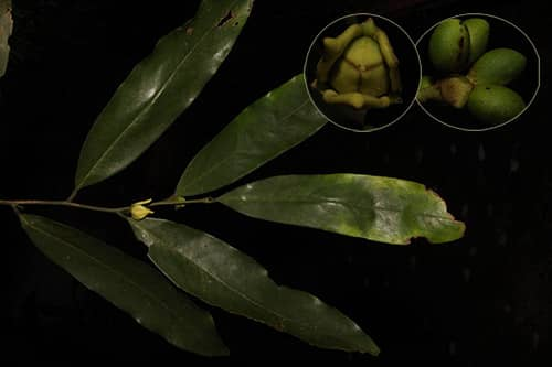 Giác đế Sài Gòn (Goniothalamus gabriacianus)