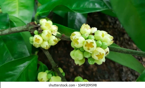Vàng nhựa (Garcinia vilersiana)