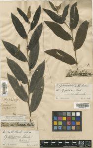 Cò ke tạp phái (Grewia polygama)