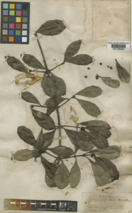 Bứa mọi (Garcinia harmandii)