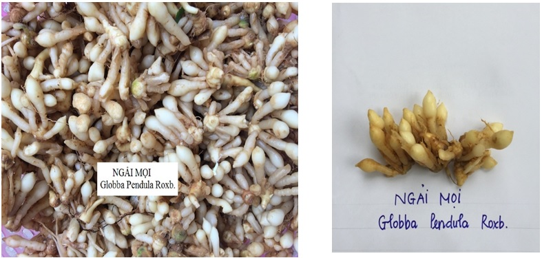 Thân rễ (củ) của Ngải mọi
