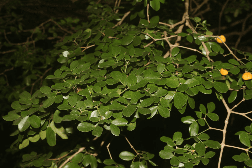 Dũ sang (Guaiacum officinale)