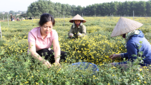 Vùng trồng cây dược liệu (cúc chi) tại Hà Nội.