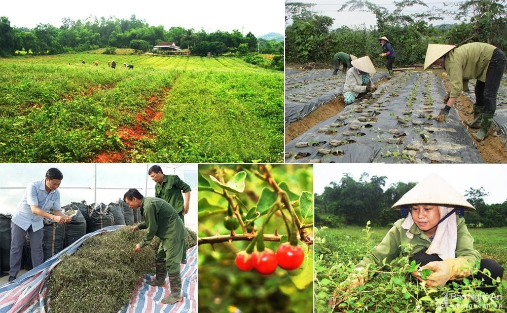 Tiềm năng dược liệu: Cây dược liệu được trồng tại nhiều địa phương của tỉnh Nghệ An.