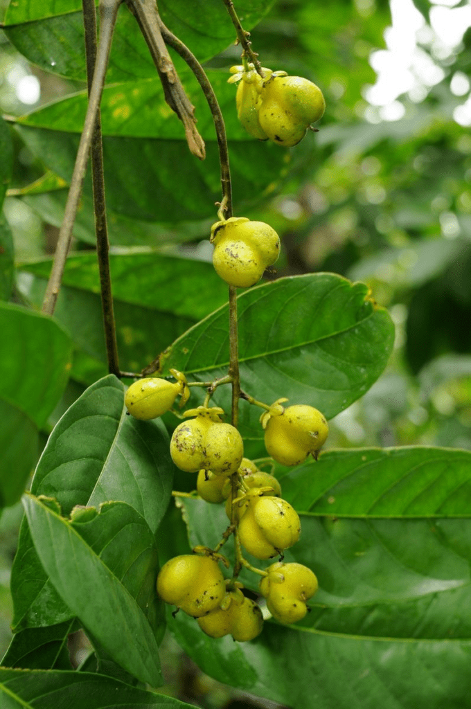 Cây xơ (Harpullia cupanioides)