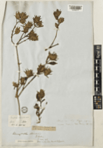 Râu tria (Hemigraphis chinensis)