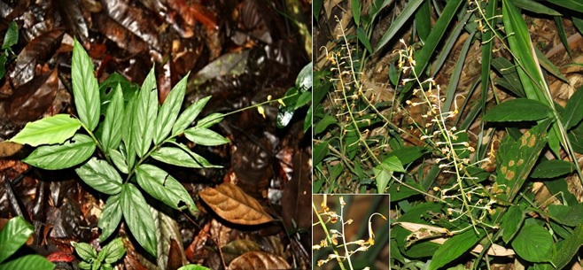 Ngải mọi (Globba pendula)