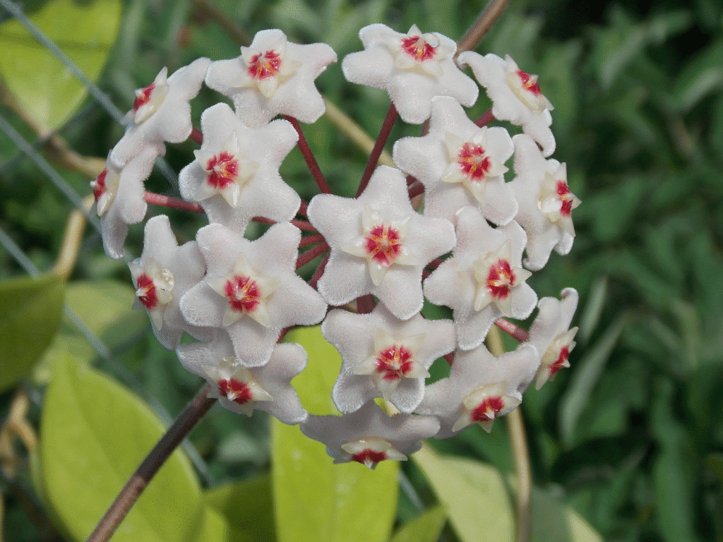 Cẩm cù (Hoya carnosa)