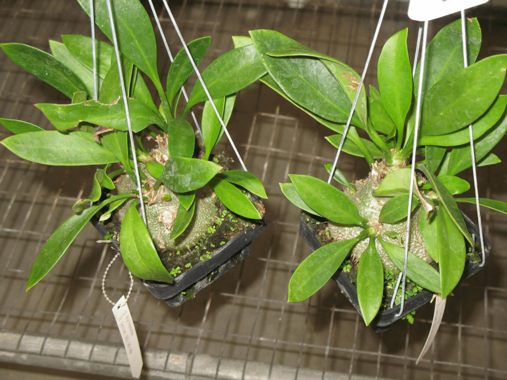 Bí kỳ nam (Hydnophytum formicarum)