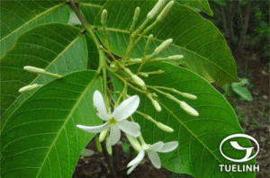 Hồ liên (Holarrhena crassifolia)