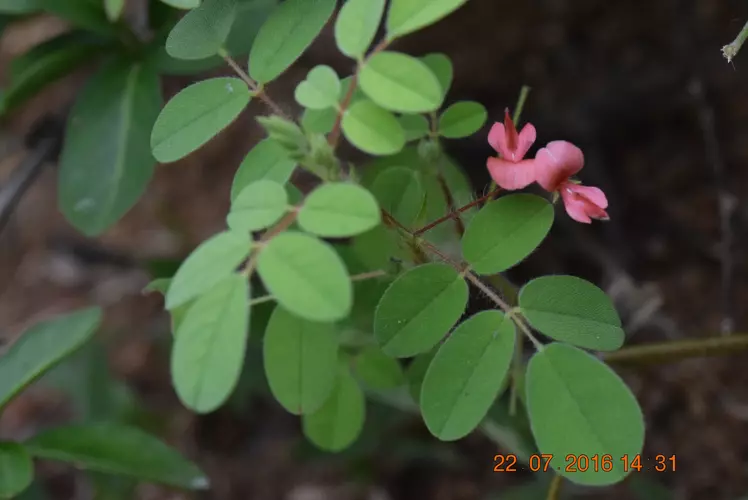 Chàm nhẵn (Indigofera glabra)
