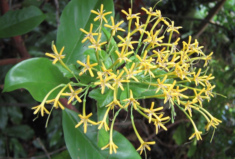Đơn lá nhọn (Ixora cuneifolia)