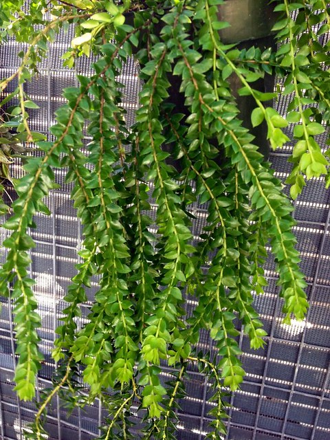 Thạch tùng (Huperzia hamiltonii)