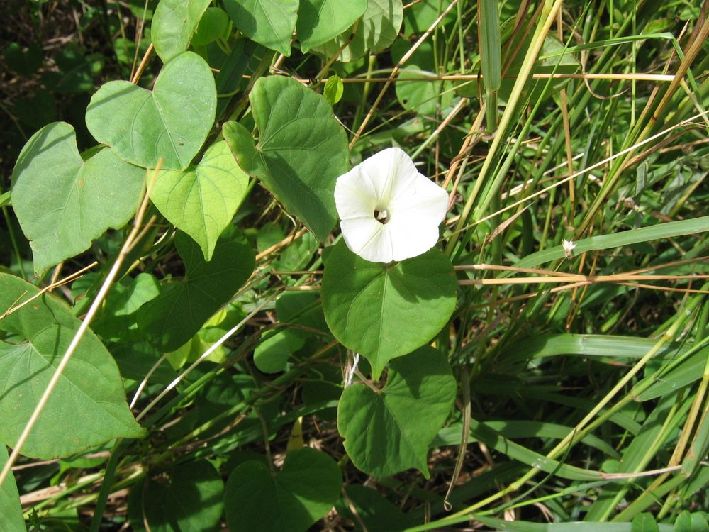 Bìm mờ (Ipomoea obscura)