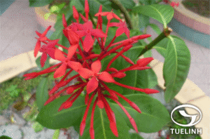 Trang lào (Ixora laotica)
