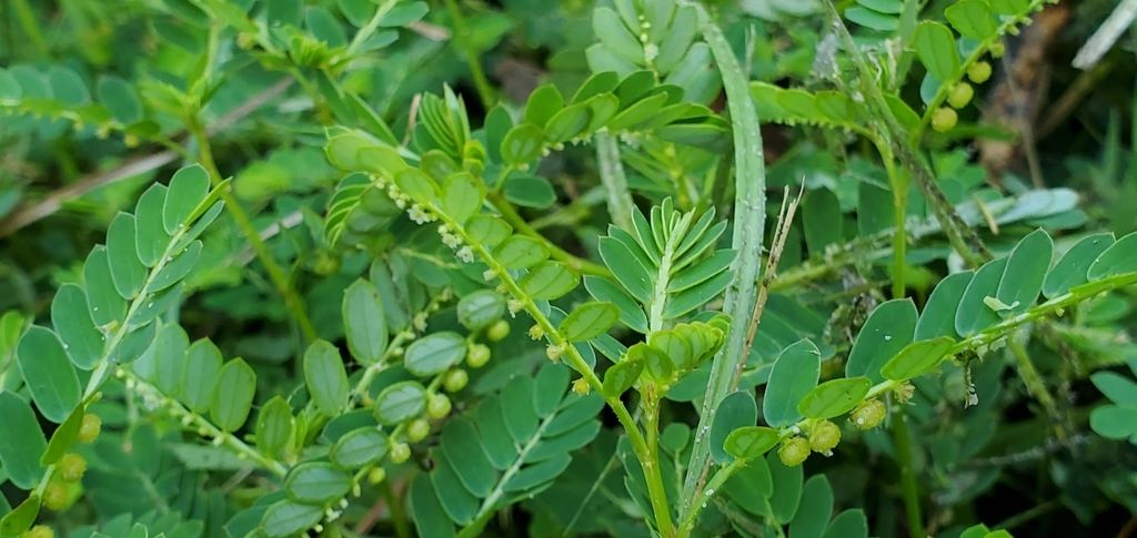 Diệp hạ châu chống oxy hóa và bảo vệ gan
