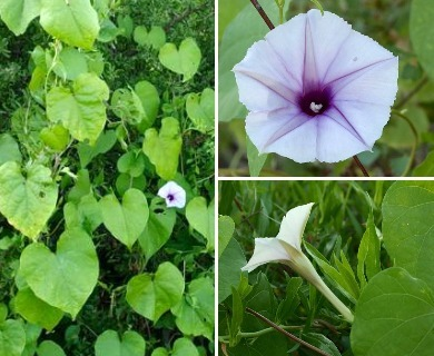 Bìm mụt (Ipomoea muricata)