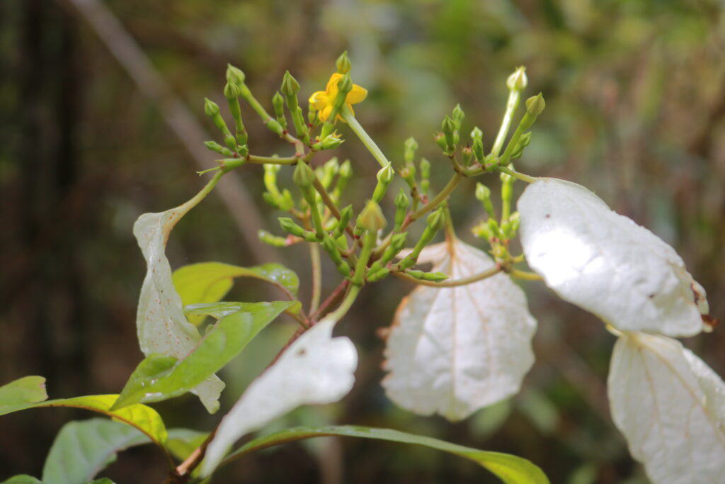 rừng